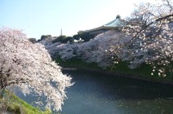 「昭和館」から見る「九段の桜
